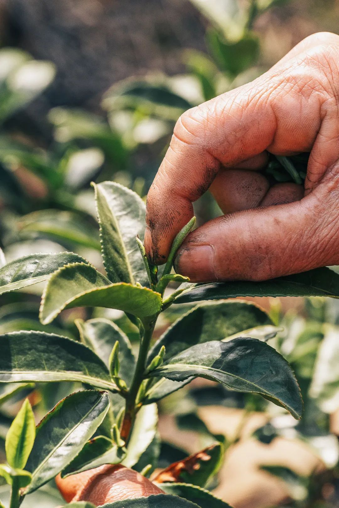 Image related to Where in China Grows the Most Fragrant Spring Tea? (Comment to Win Free Tea)
