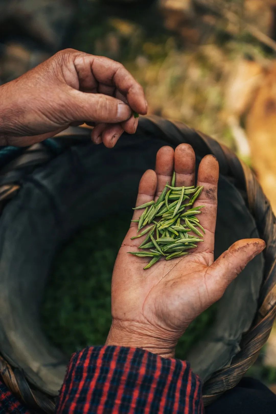 Image related to Where in China Grows the Most Fragrant Spring Tea? (Comment to Win Free Tea)
