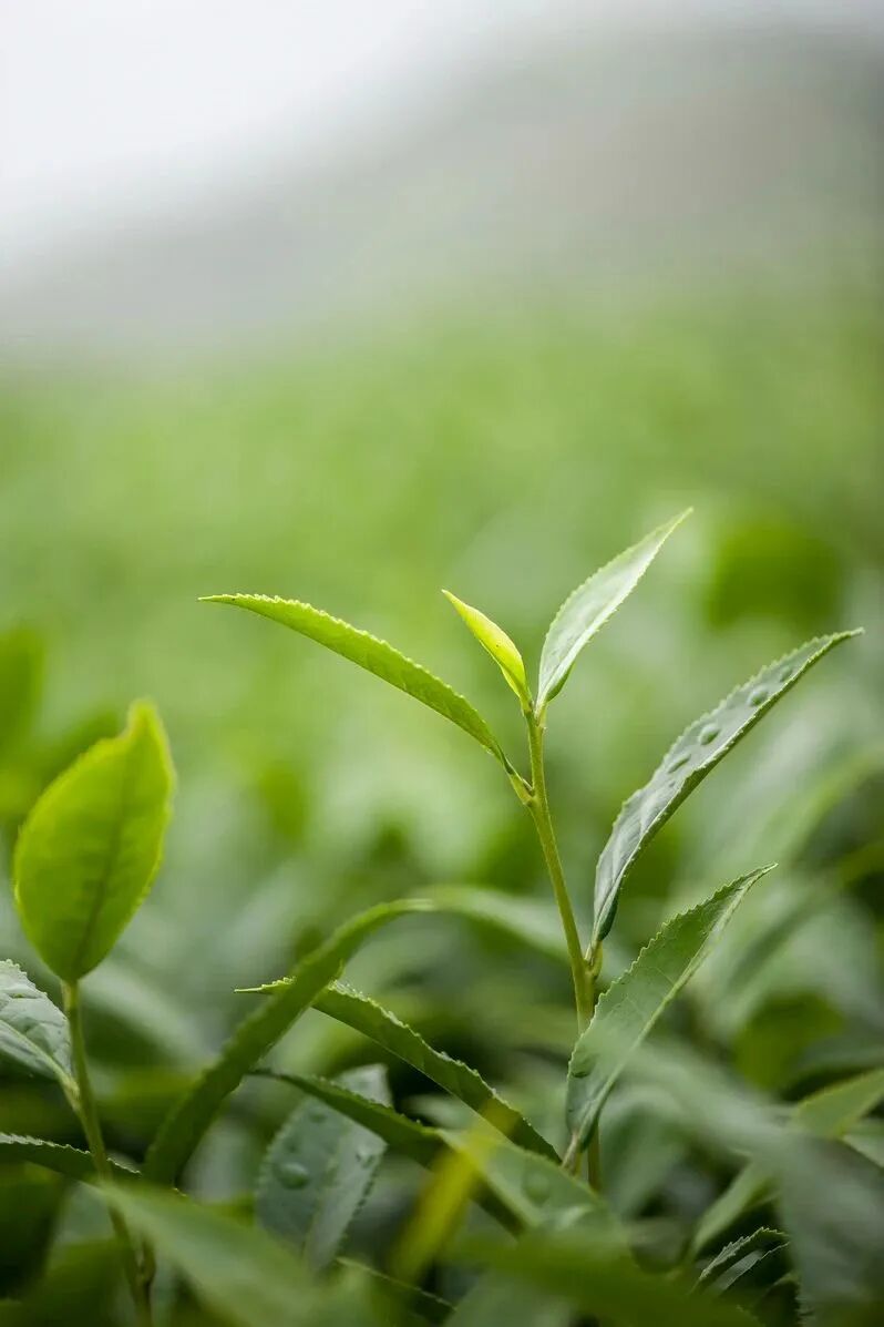 Image related to Twice Honored as World Heritage: What Makes This "China's Top E-Commerce County for Tea" So Special?