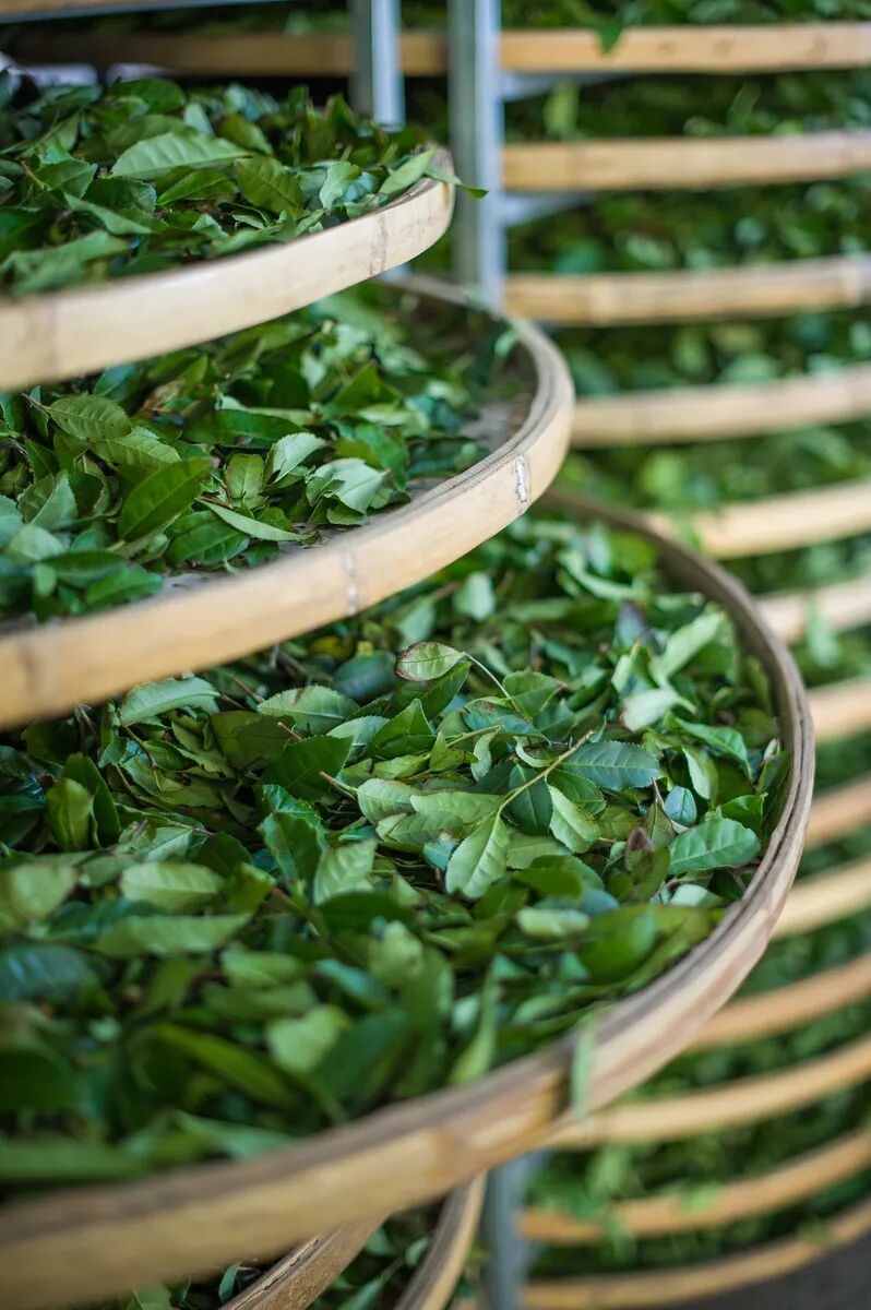 Image related to Twice Honored as World Heritage: What Makes This "China's Top E-Commerce County for Tea" So Special?