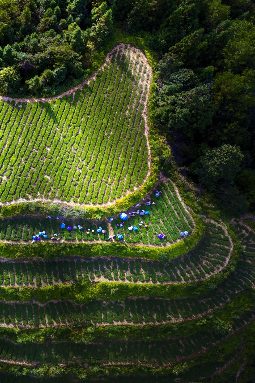 Image related to Twice Honored as World Heritage: What Makes This "China's Top E-Commerce County for Tea" So Special?
