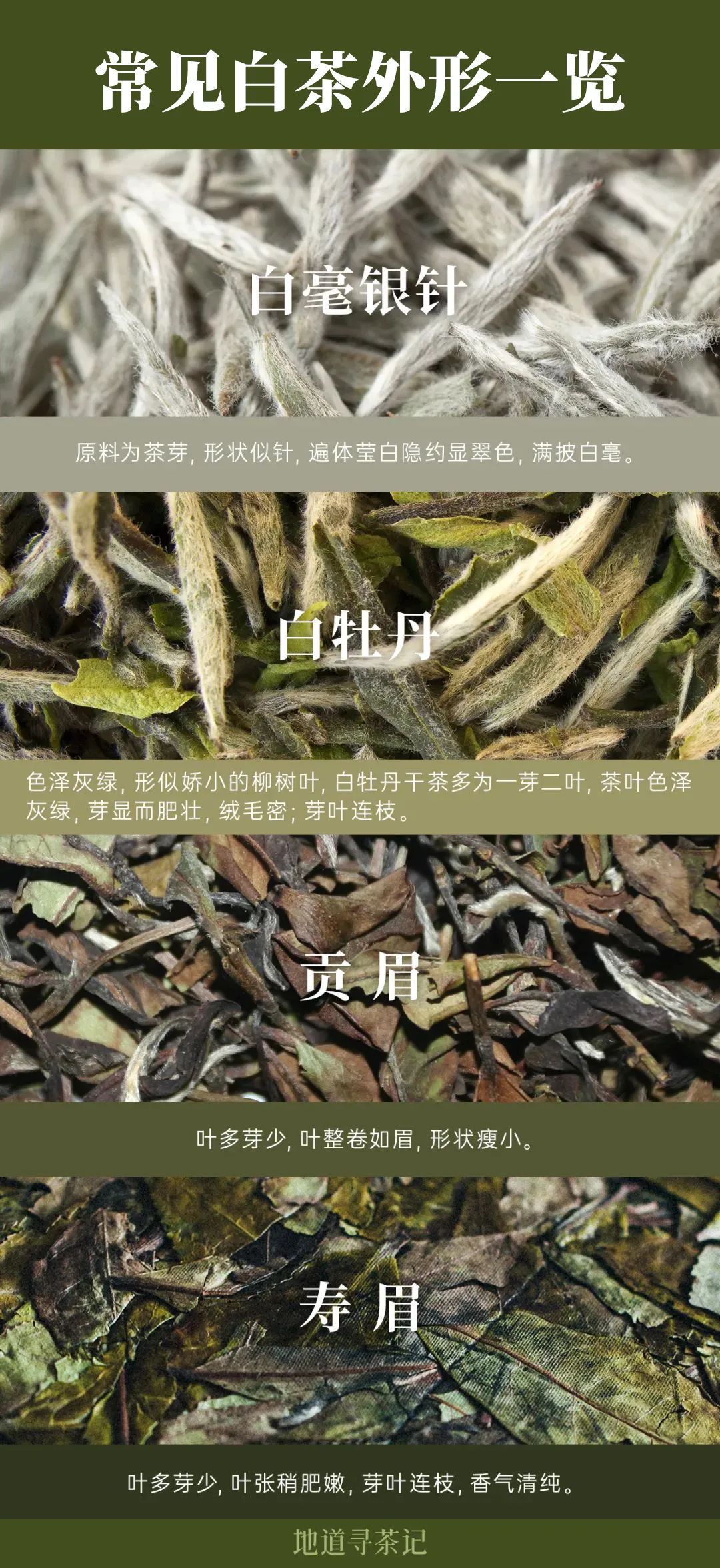 Image related to Atlas of Chinese White Tea