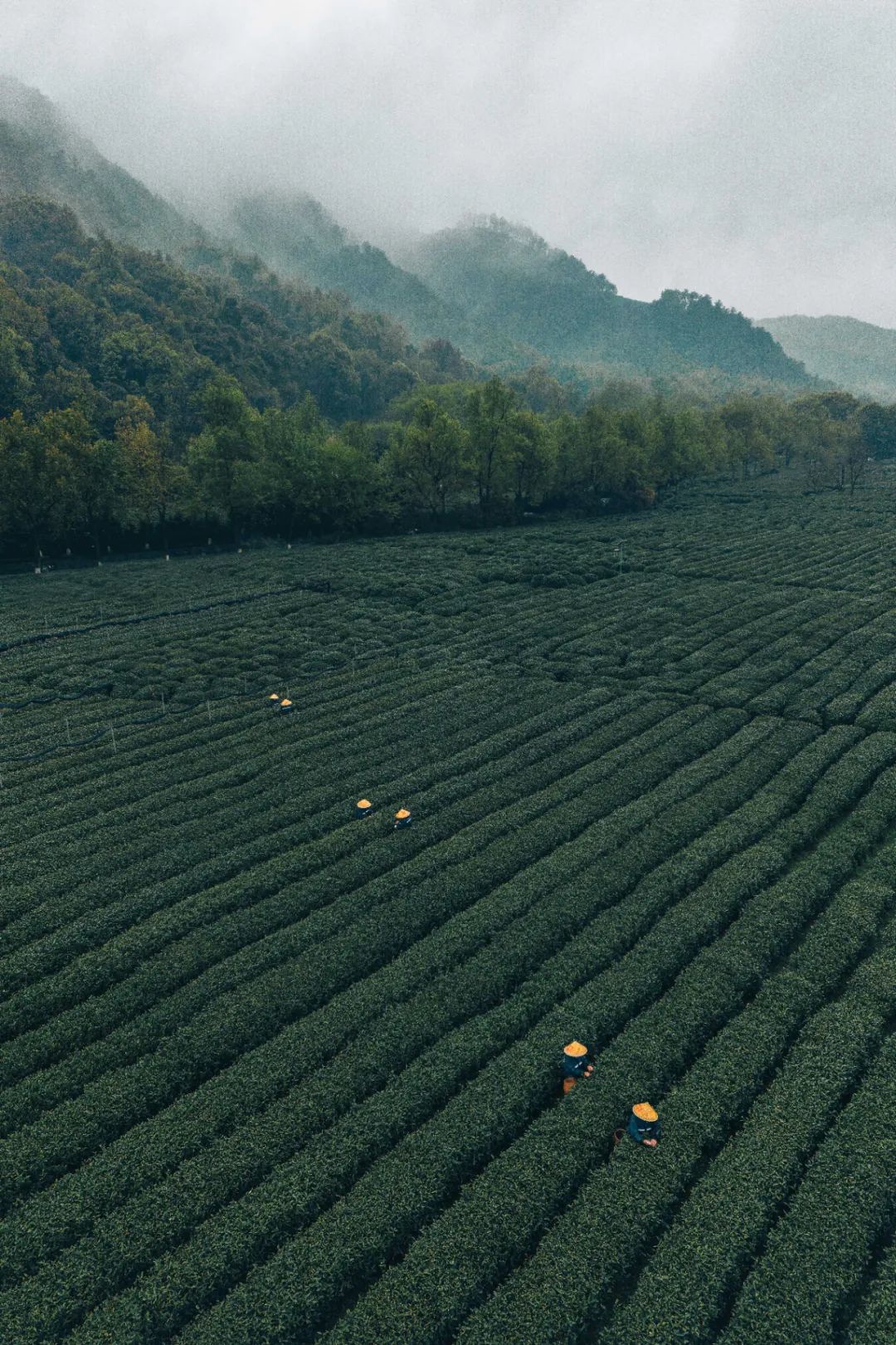 Image related to Why Does a Culinary Desert Offer China's Most Exquisite Freshness?