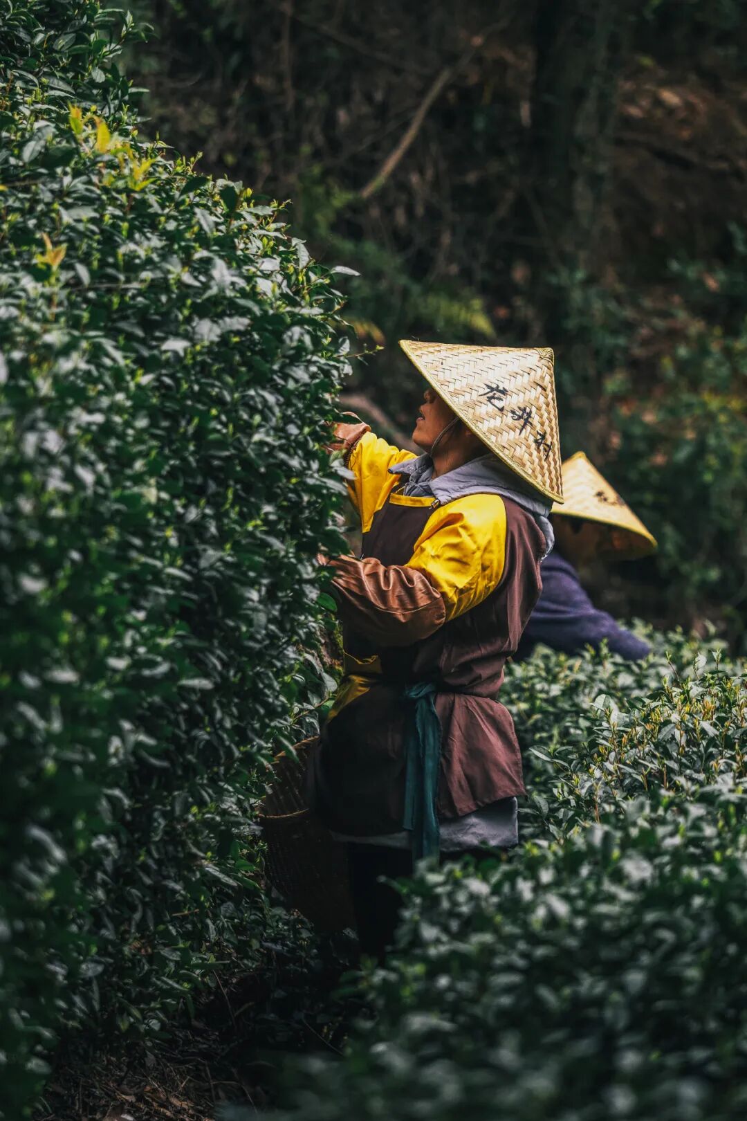 Image related to Why Does a Culinary Desert Offer China's Most Exquisite Freshness?