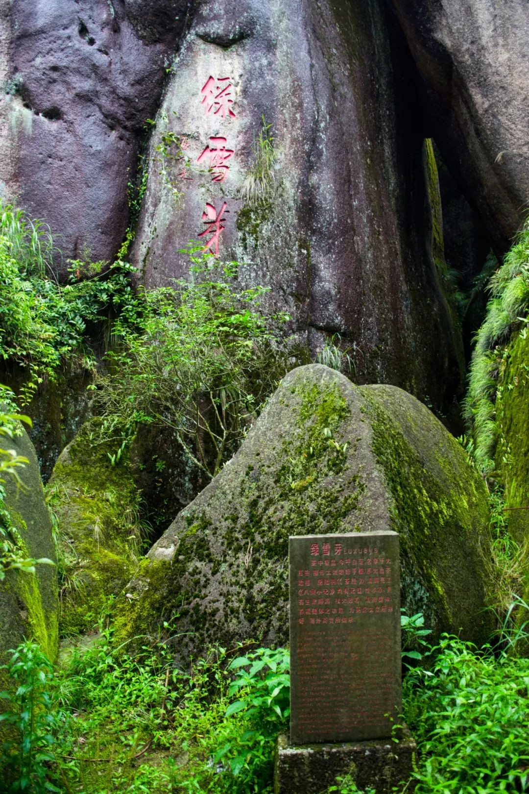 Image related to Atlas of Chinese White Tea