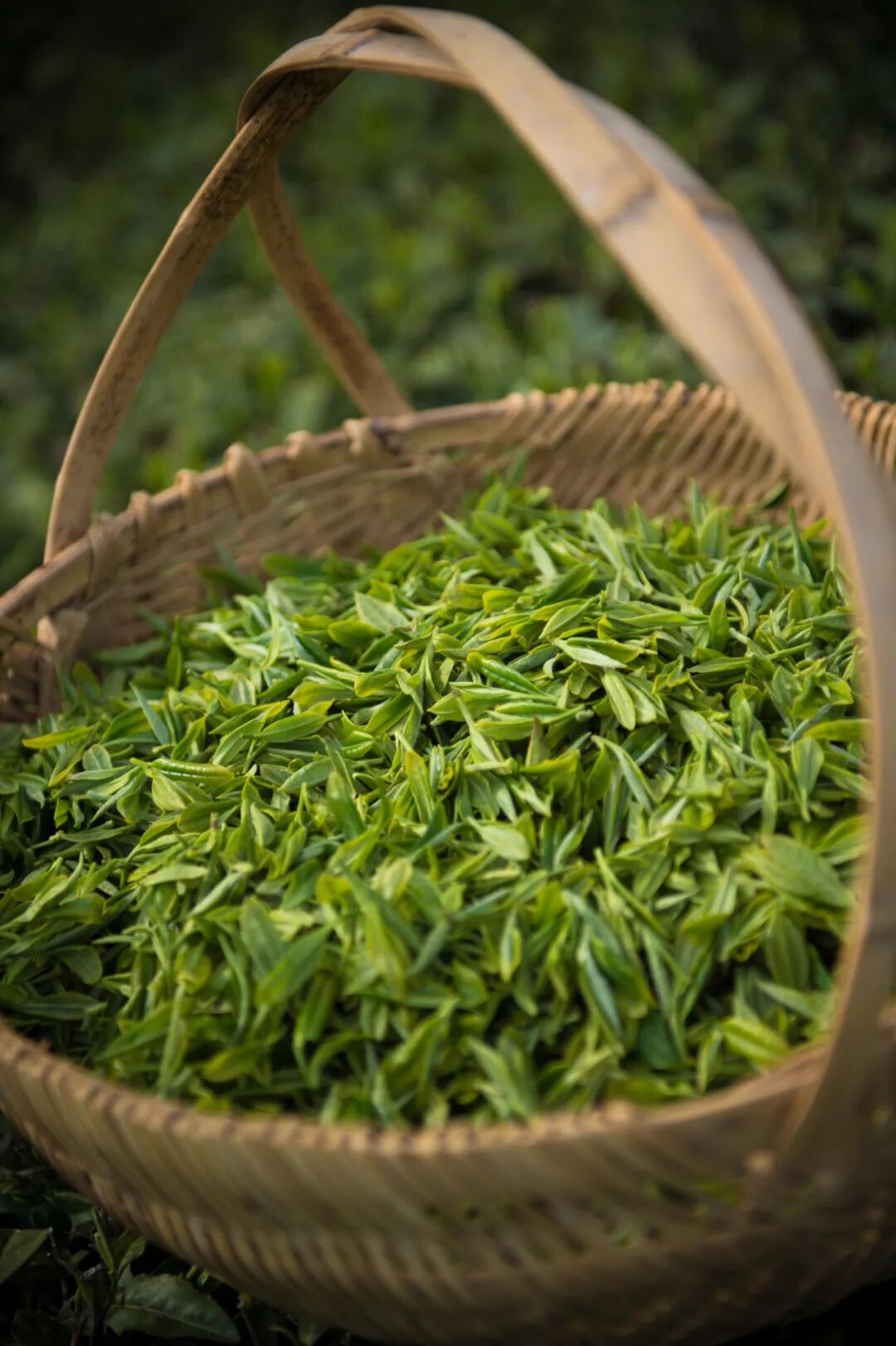 Image related to Atlas of Chinese White Tea