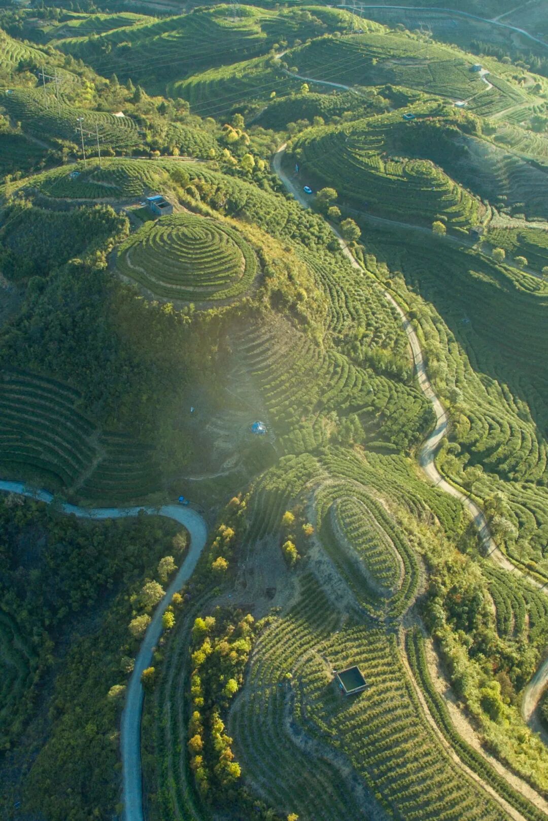 Image related to Atlas of Chinese White Tea