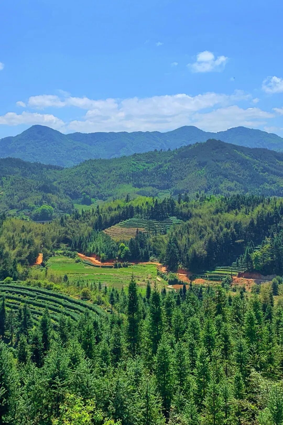 Image related to Atlas of Chinese White Tea