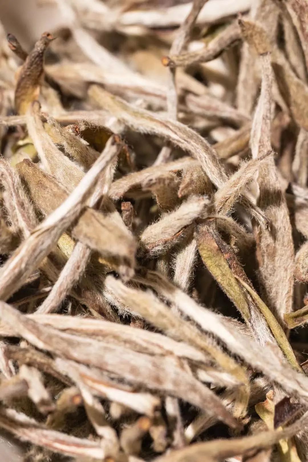 Image related to Atlas of Chinese White Tea