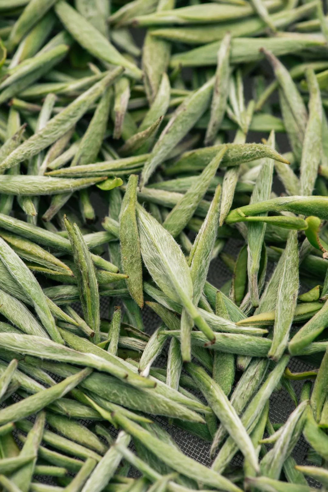 Image related to Atlas of Chinese White Tea