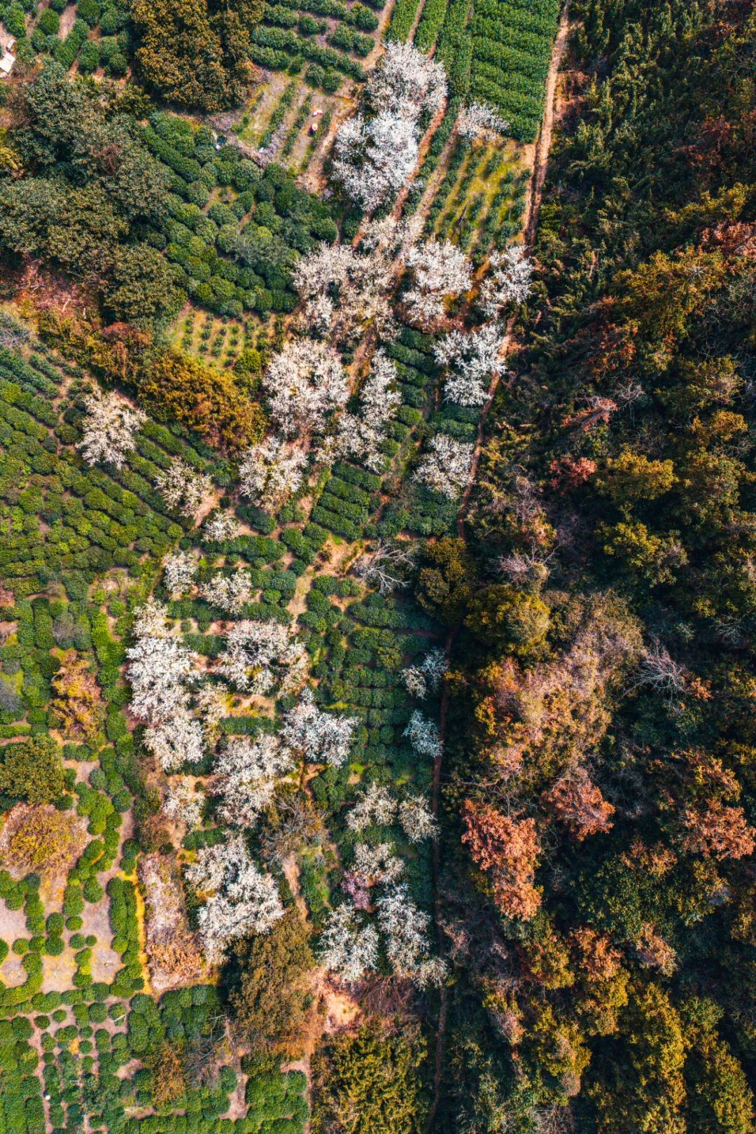 Image related to Where in China Grows the Most Fragrant Spring Tea? (Comment to Win Free Tea)