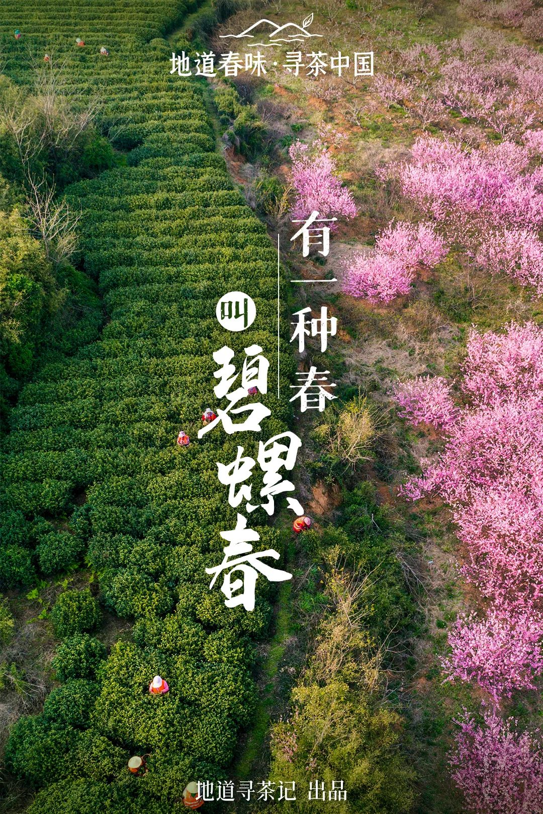 Where in China Grows the Most Fragrant Spring Tea? (Comment to Win Free Tea)