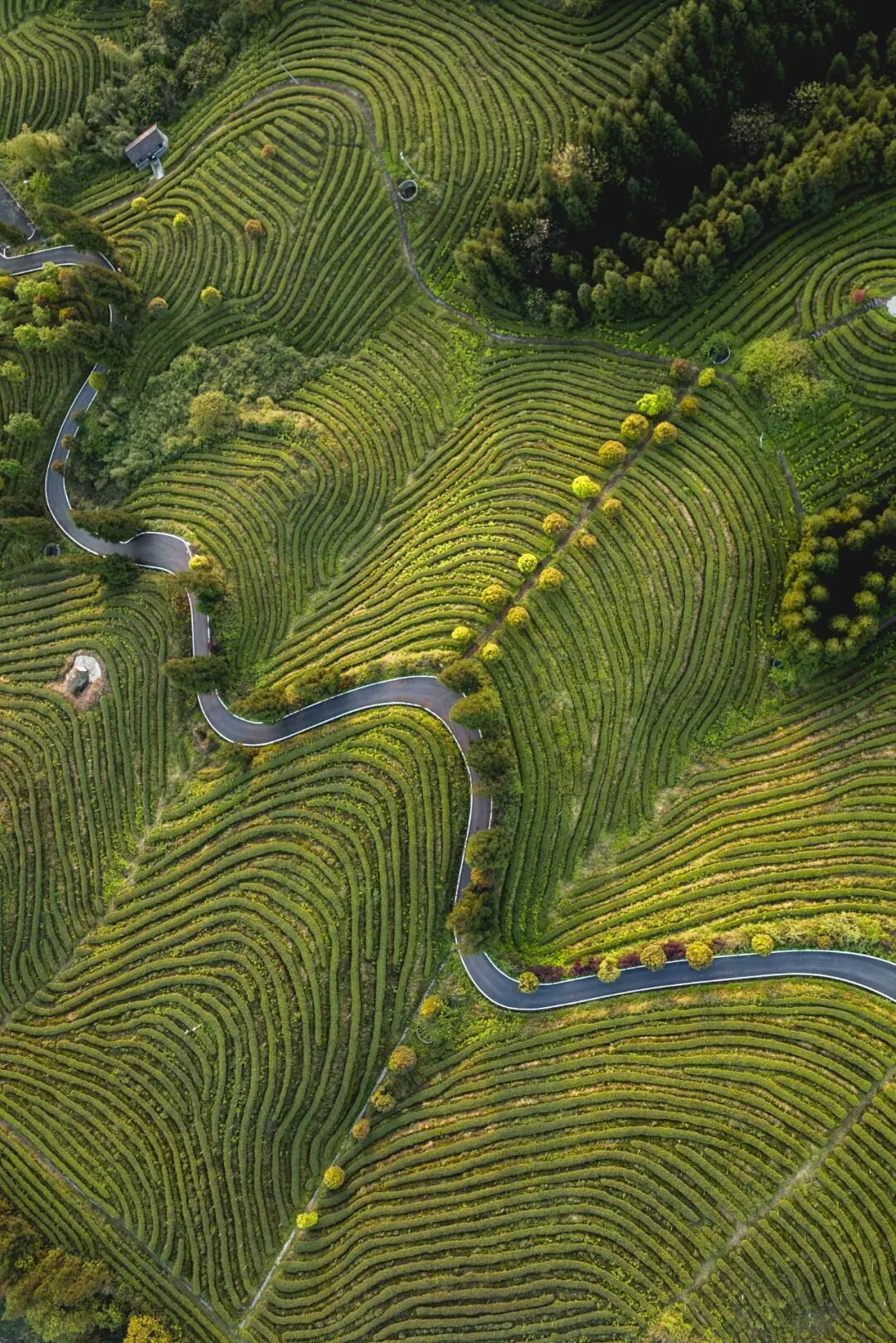 Image related to Why Is This Small Southwest City China's Best Place for Great Drinks?
