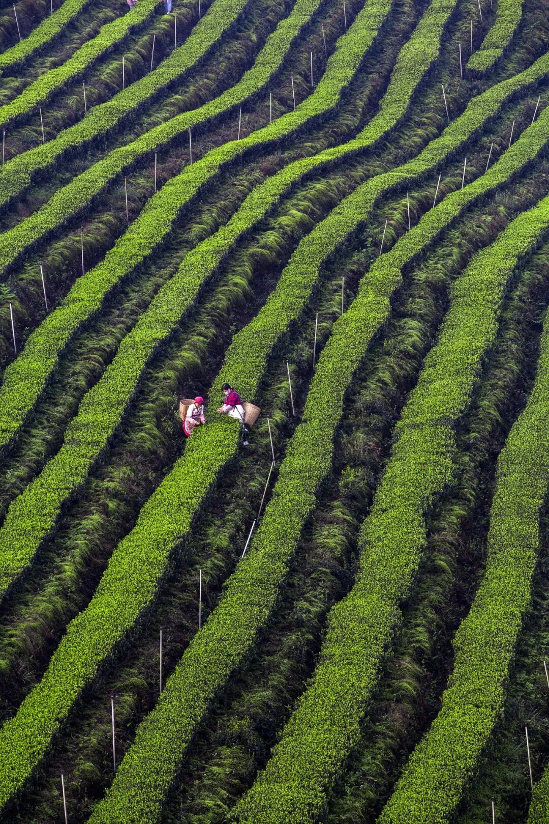 Image related to Why Is This Small Southwest City China's Best Place for Great Drinks?