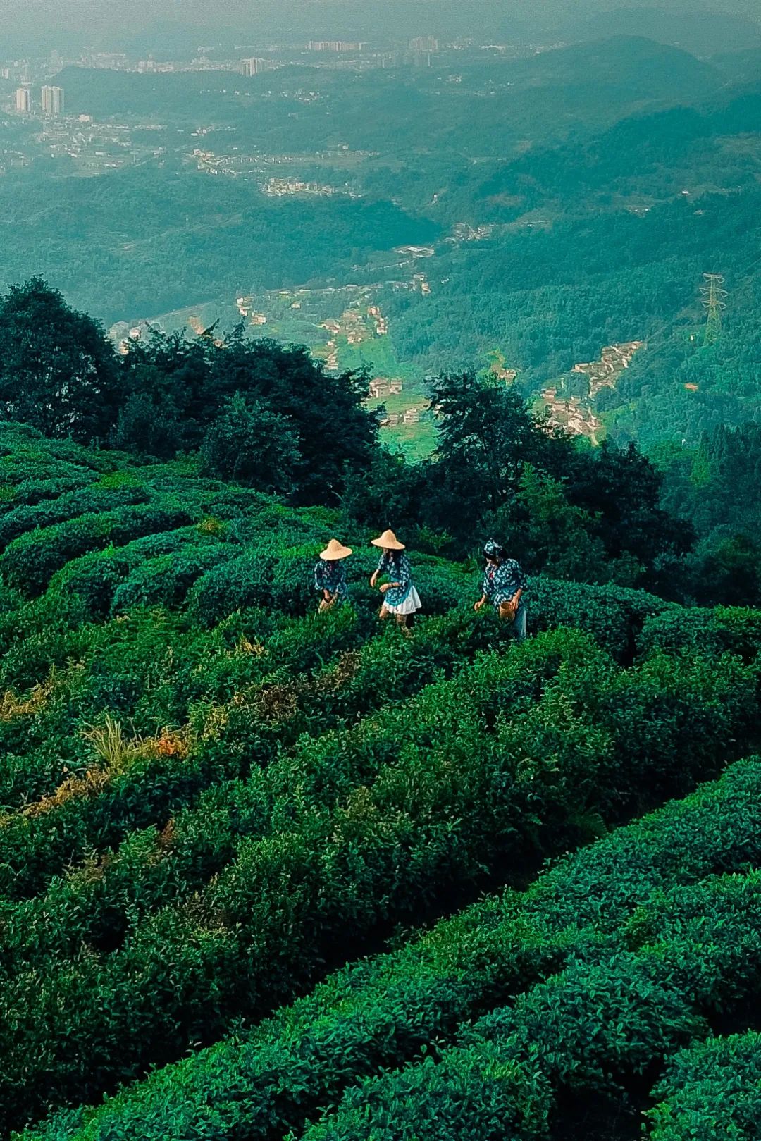 Image related to Which Temple in China Serves the Best Zen Tea?