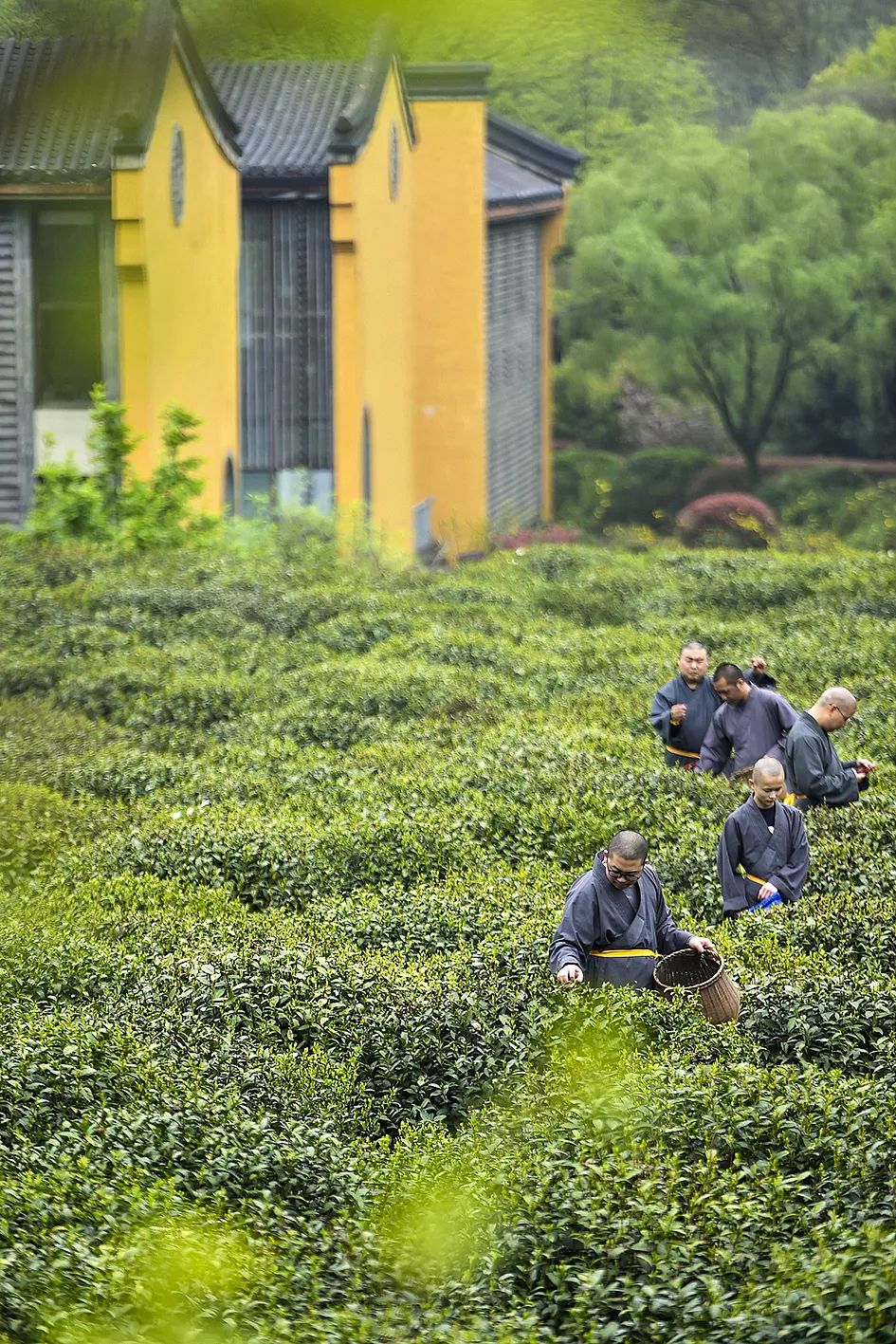 Image related to Which Temple in China Serves the Best Zen Tea?