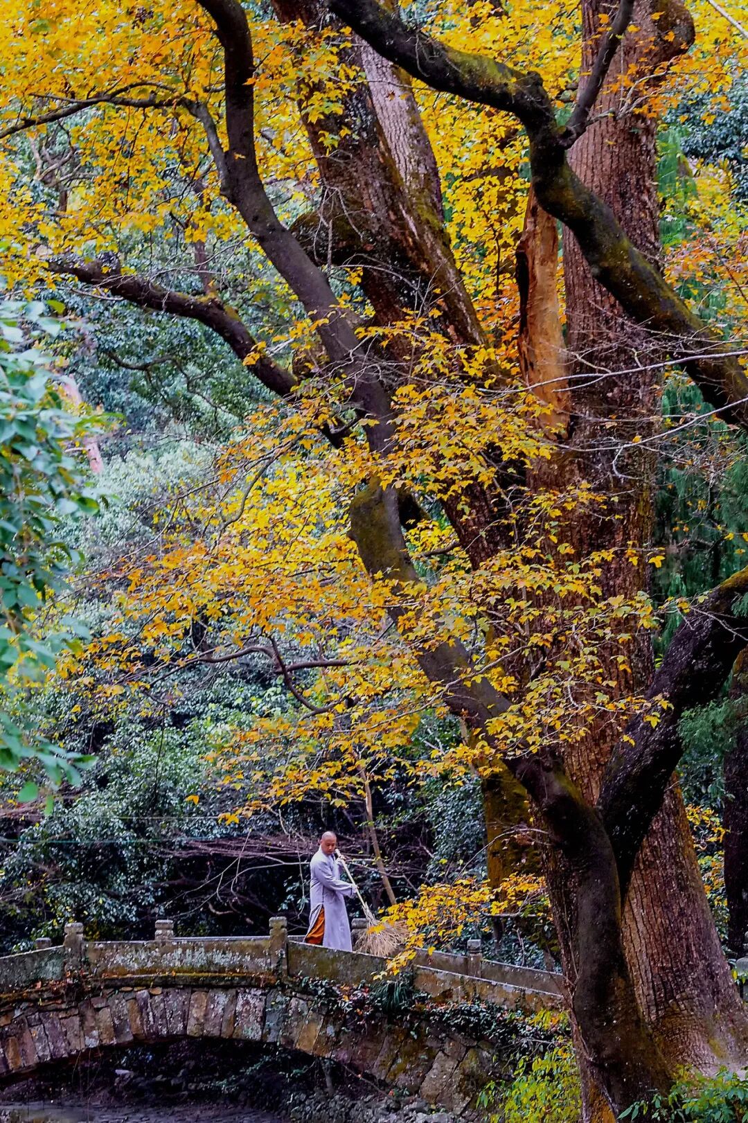 Image related to Which Temple in China Serves the Best Zen Tea?