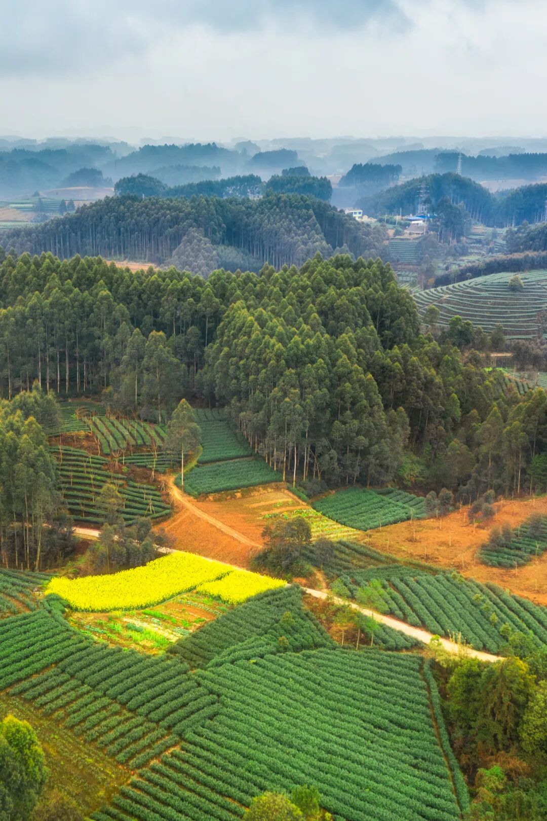 Image related to Which Temple in China Serves the Best Zen Tea?