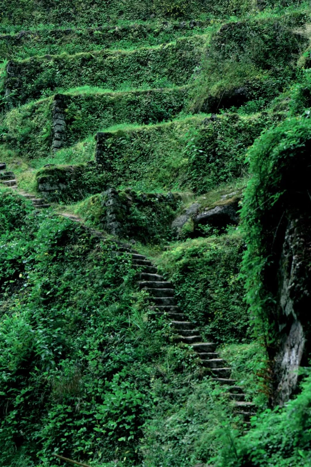 Image related to Which Temple in China Serves the Best Zen Tea?