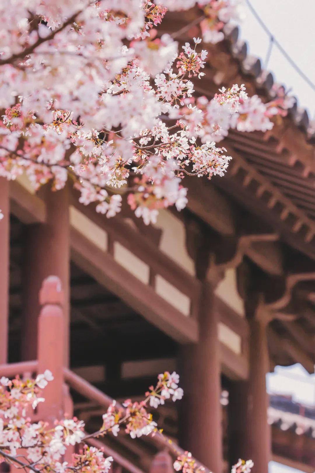 Image related to Which Temple in China Serves the Best Zen Tea?