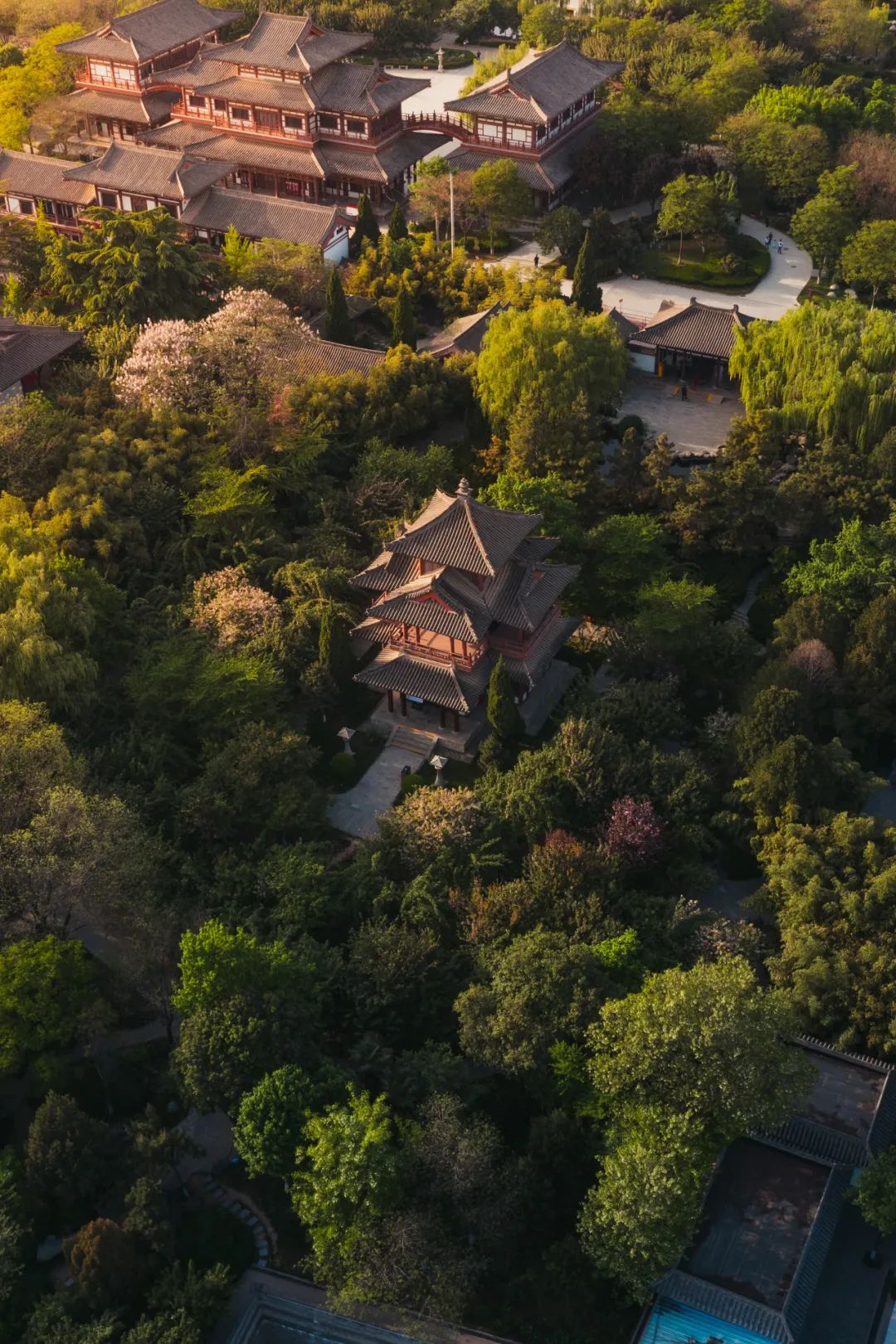 Image related to Which Temple in China Serves the Best Zen Tea?