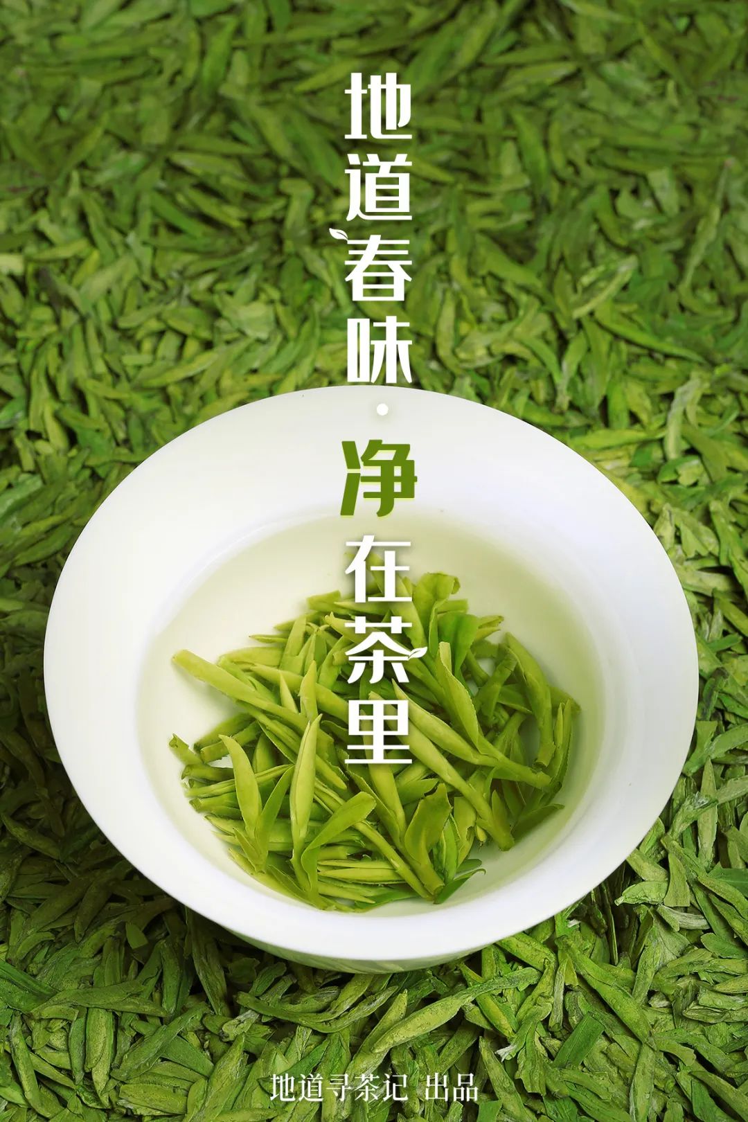 Where in China Grows the Finest Pre-Qingming Spring Tea?