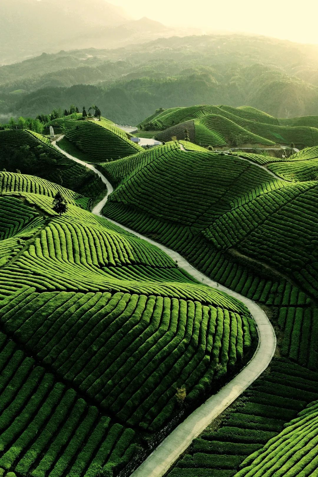 Image related to Where in China Grows the Finest Pre-Qingming Spring Tea?