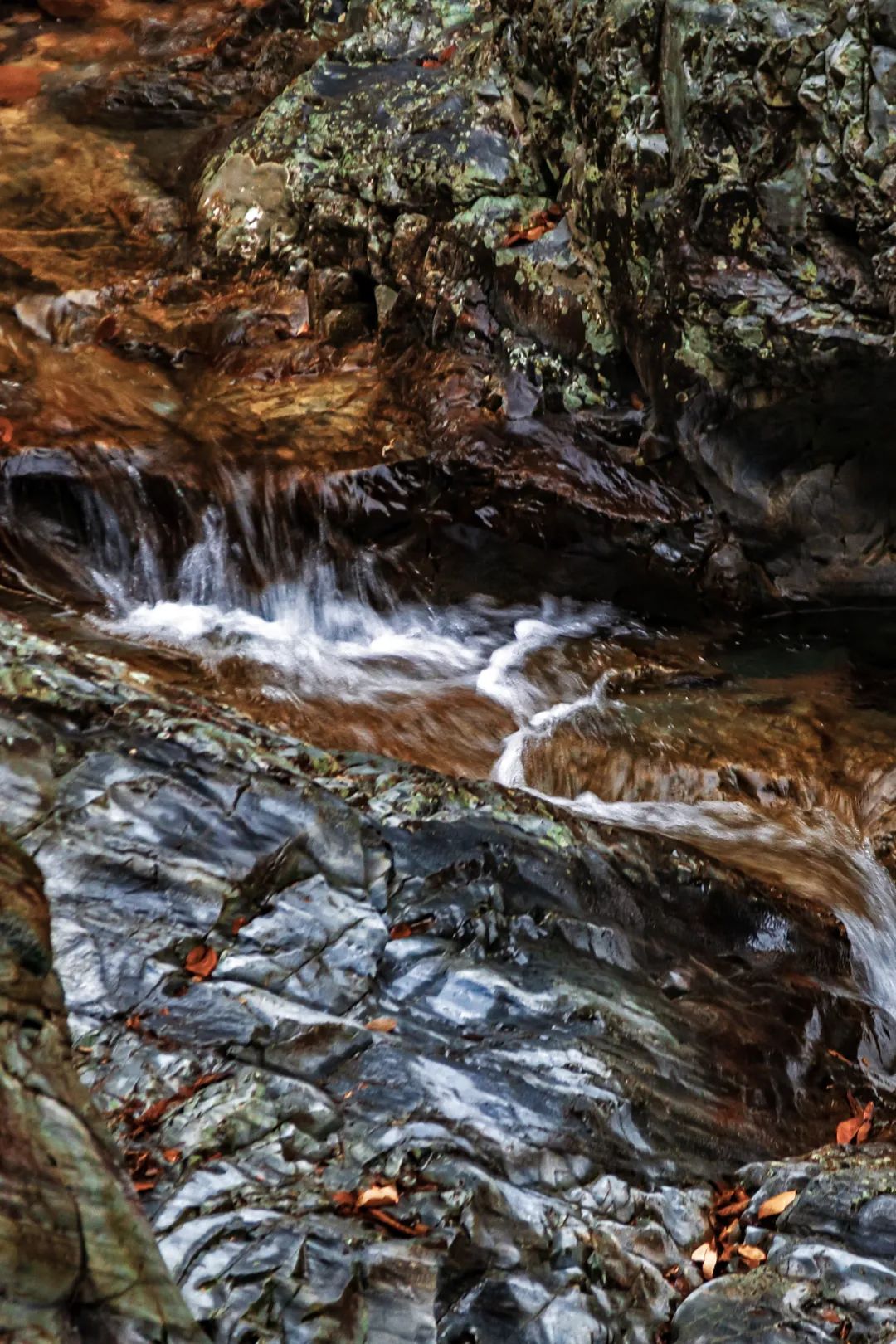 Image related to At China's Top Mountain, Savor the Pungent Fish and Sip the Divine Tea