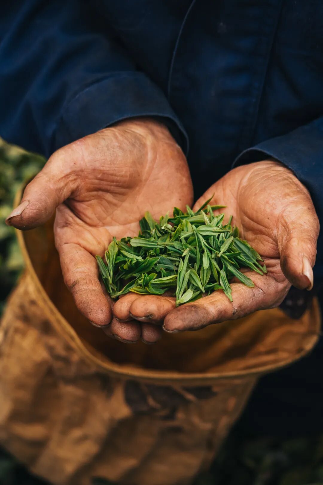 Image related to At China's Top Mountain, Savor the Pungent Fish and Sip the Divine Tea