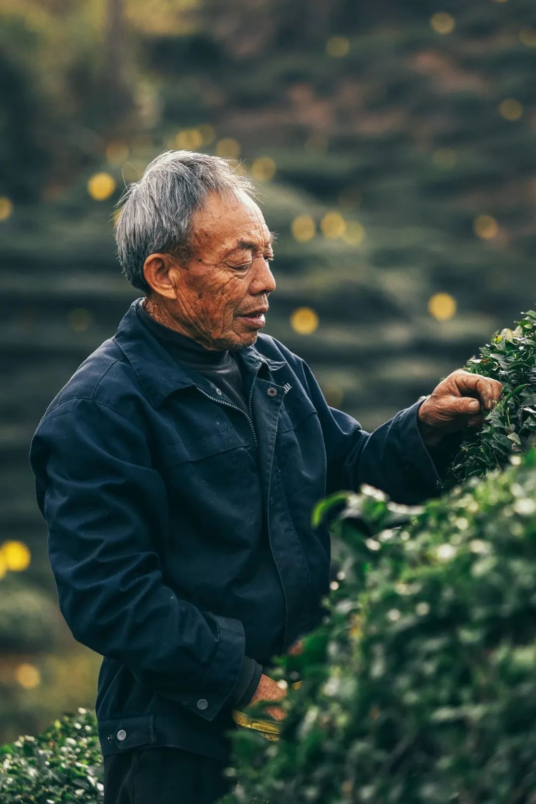 Image related to At China's Top Mountain, Savor the Pungent Fish and Sip the Divine Tea