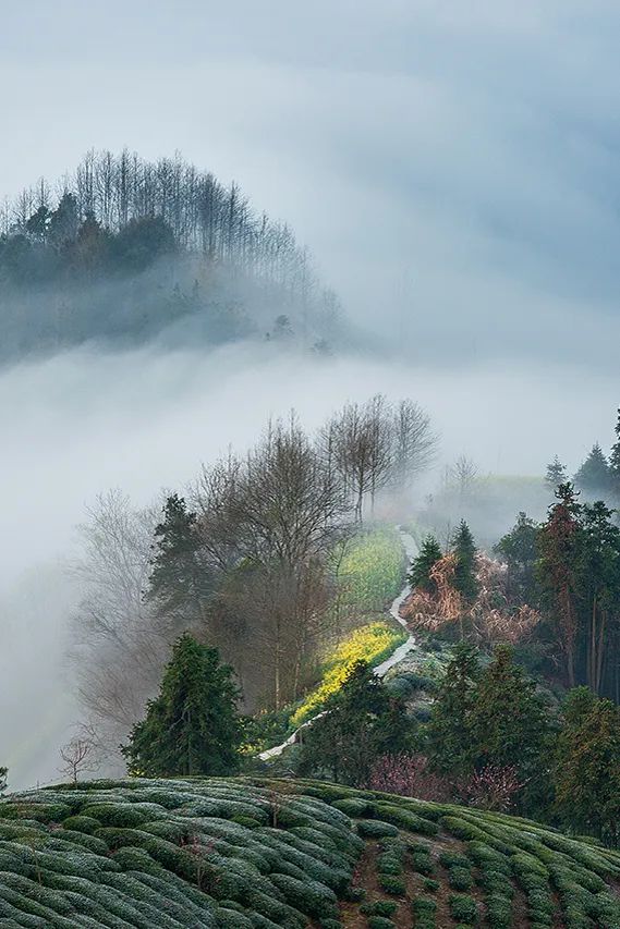 Image related to At China's Top Mountain, Savor the Pungent Fish and Sip the Divine Tea