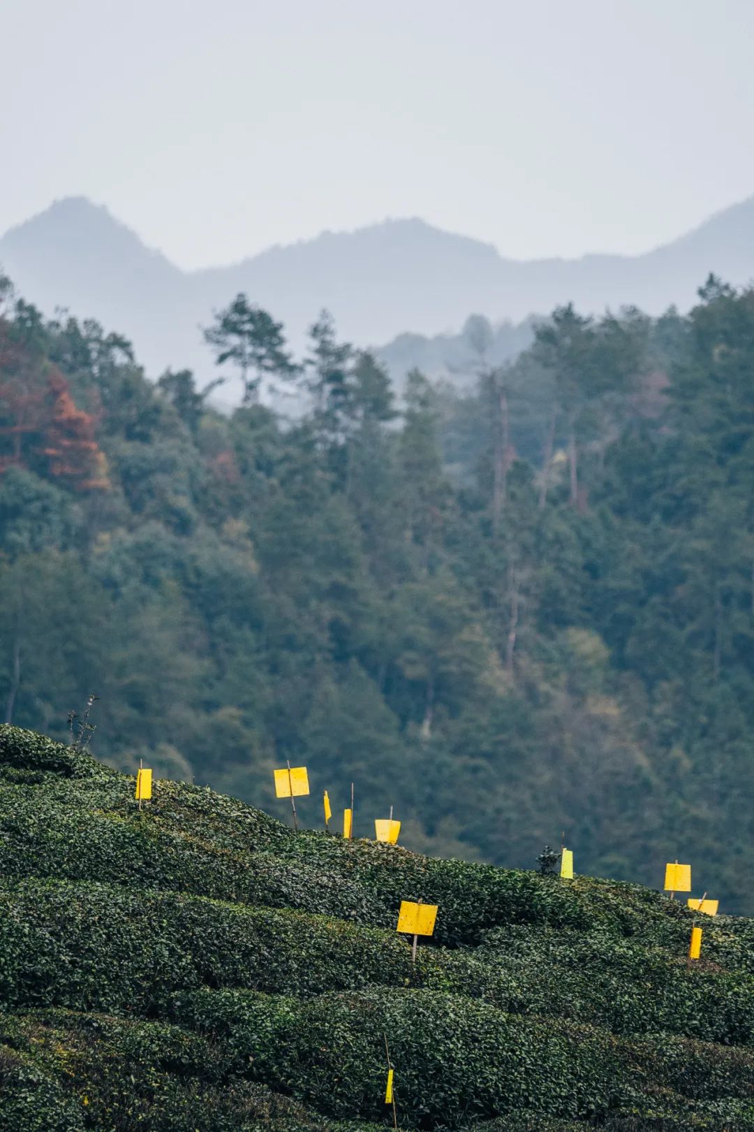 Image related to At China's Top Mountain, Savor the Pungent Fish and Sip the Divine Tea