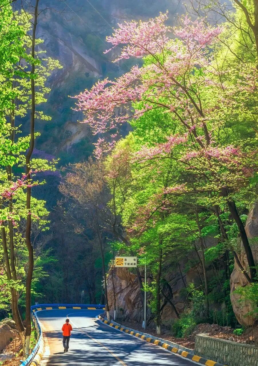 Image related to Luoyang: Ancient Capital Adorned with Fragrant Peonies, Recommended by China's Foreign Ministry to the World