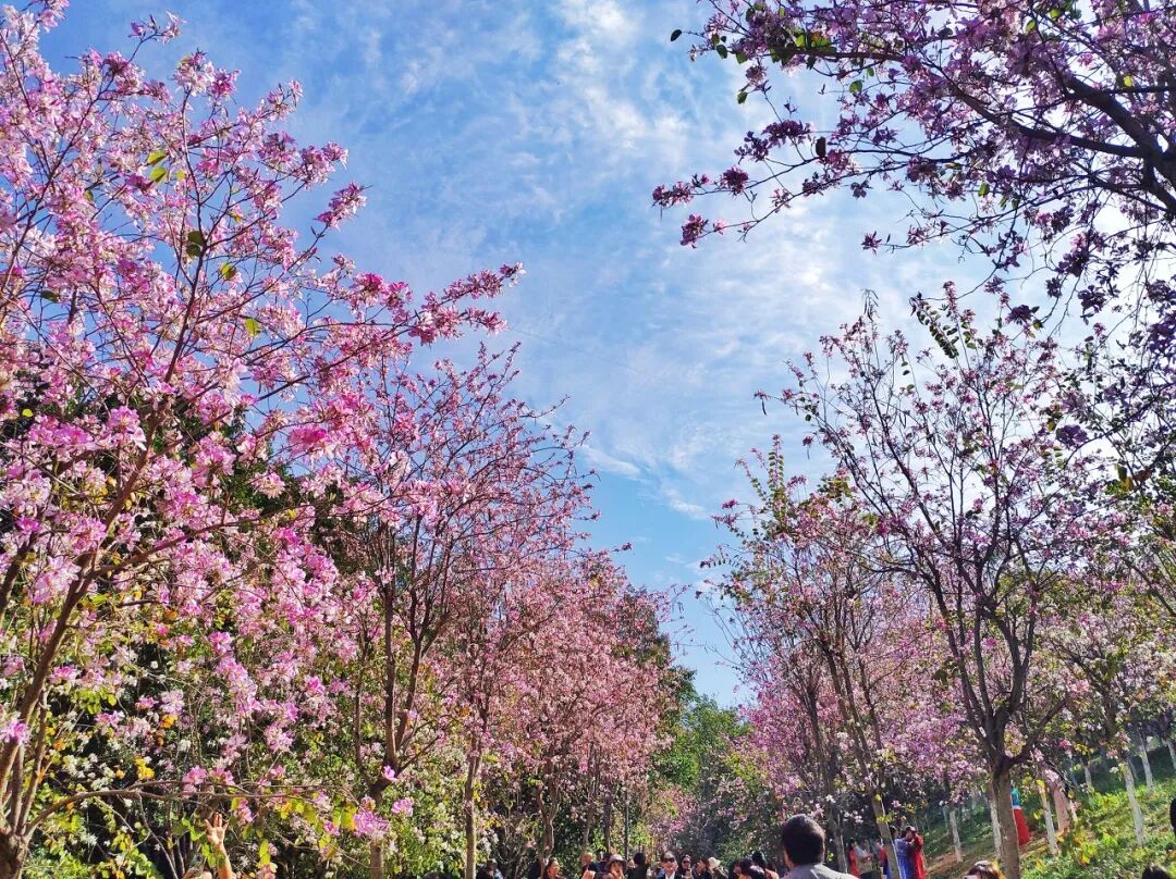 Image related to Panzhihua: China's Most Underrated Winter Paradise – 26°C Sunshine + Floral Bliss, the Ultimate Dream Escape