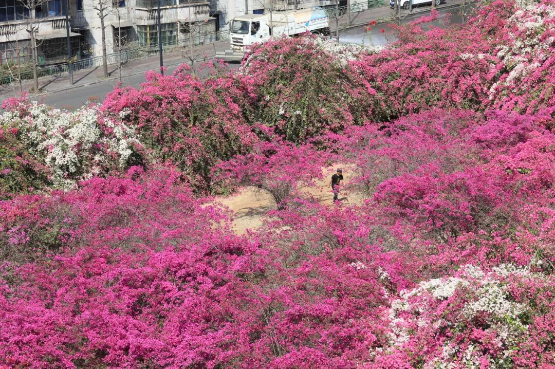 Image related to Panzhihua: China's Most Underrated Winter Paradise – 26°C Sunshine + Floral Bliss, the Ultimate Dream Escape