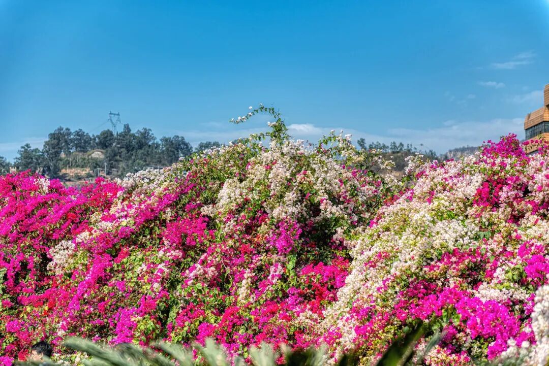 Image related to Panzhihua: China's Most Underrated Winter Paradise – 26°C Sunshine + Floral Bliss, the Ultimate Dream Escape