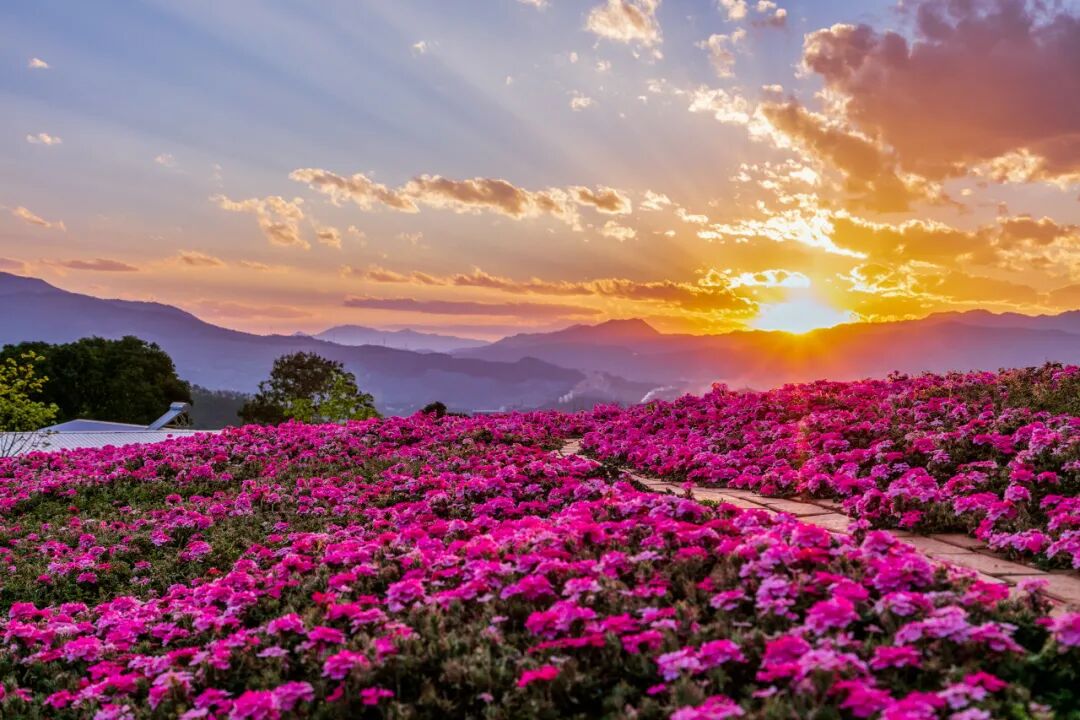 Image related to Panzhihua: China's Most Underrated Winter Paradise – 26°C Sunshine + Floral Bliss, the Ultimate Dream Escape