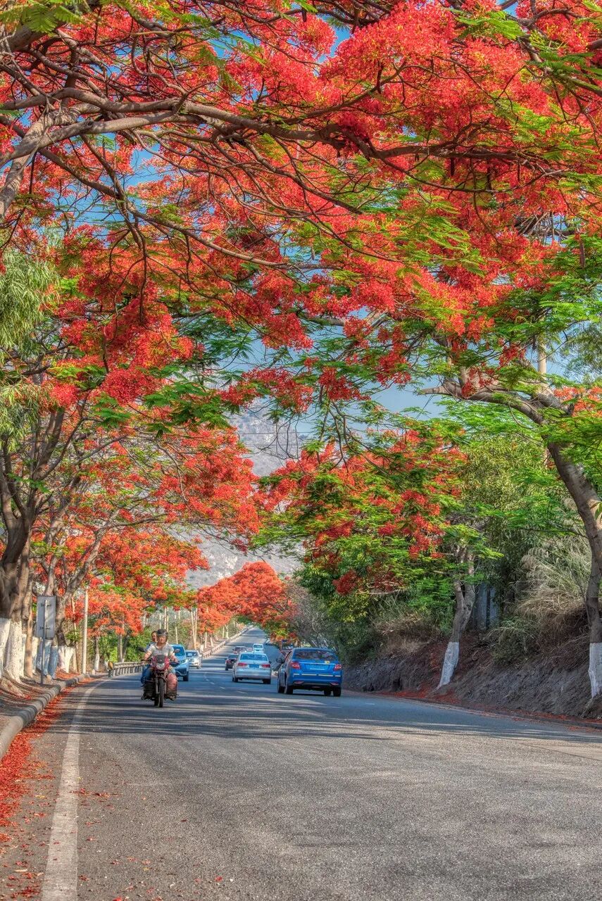 Image related to Panzhihua: China's Most Underrated Winter Paradise – 26°C Sunshine + Floral Bliss, the Ultimate Dream Escape