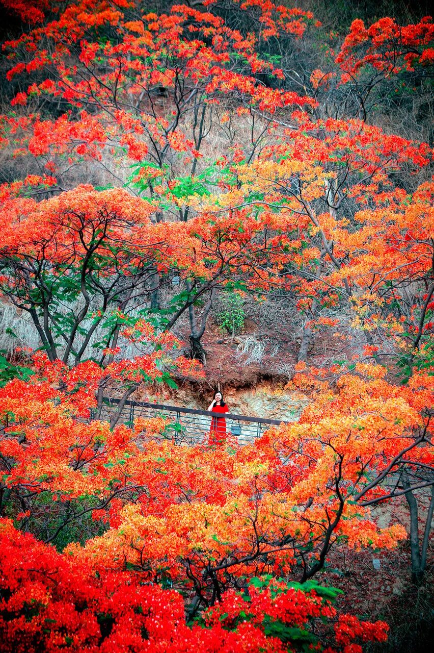 Image related to Panzhihua: China's Most Underrated Winter Paradise – 26°C Sunshine + Floral Bliss, the Ultimate Dream Escape
