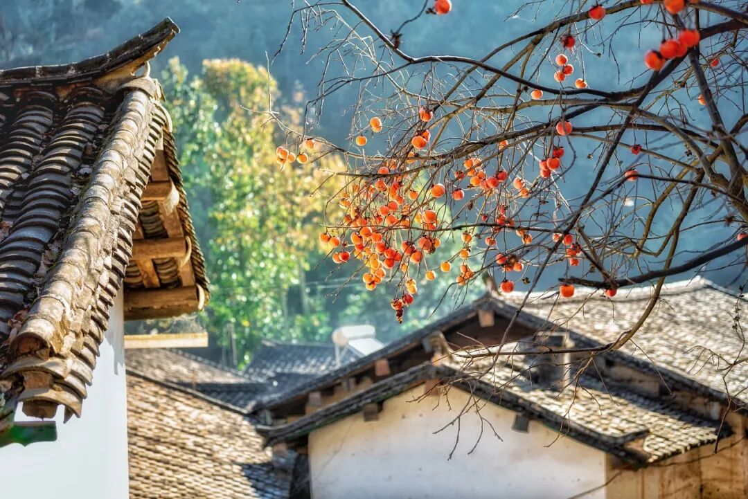 Image related to Panzhihua: China's Most Underrated Winter Paradise – 26°C Sunshine + Floral Bliss, the Ultimate Dream Escape