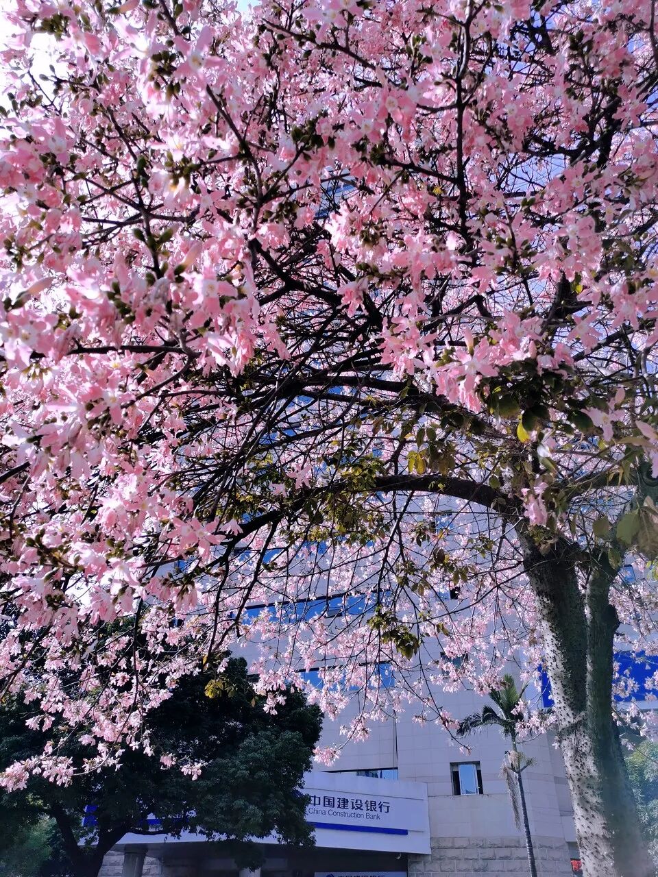 Image related to Panzhihua: China's Most Underrated Winter Paradise – 26°C Sunshine + Floral Bliss, the Ultimate Dream Escape