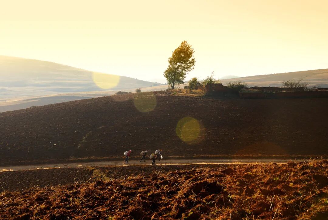 Image related to Panzhihua: China's Most Underrated Winter Paradise – 26°C Sunshine + Floral Bliss, the Ultimate Dream Escape