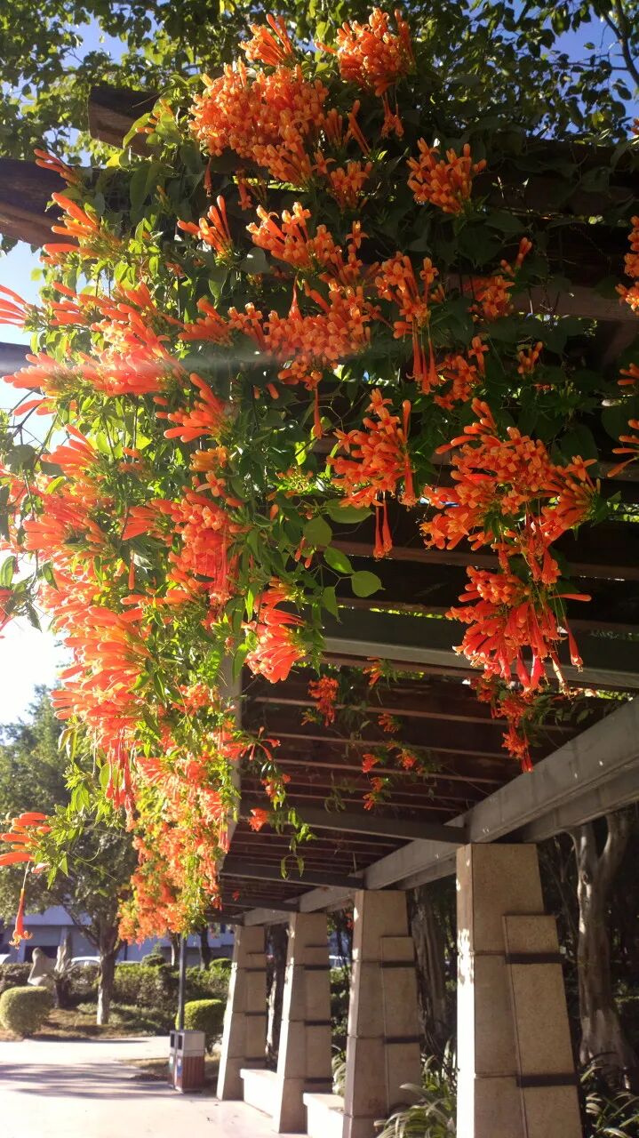 Image related to Panzhihua: China's Most Underrated Winter Paradise – 26°C Sunshine + Floral Bliss, the Ultimate Dream Escape