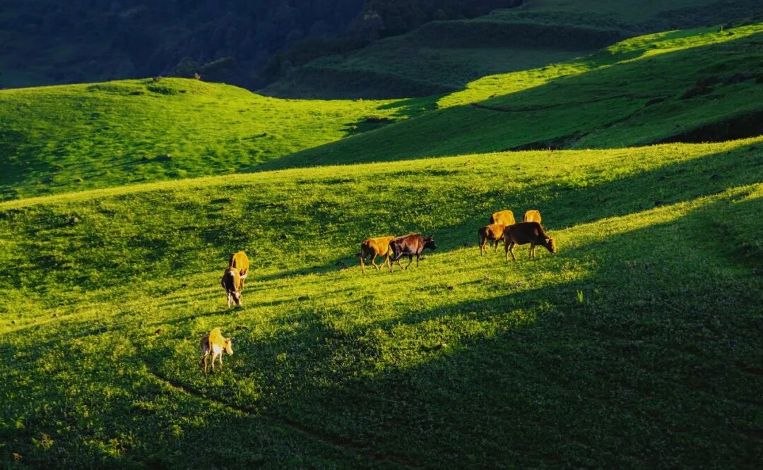 Image related to Panzhihua: China's Most Underrated Winter Paradise – 26°C Sunshine + Floral Bliss, the Ultimate Dream Escape