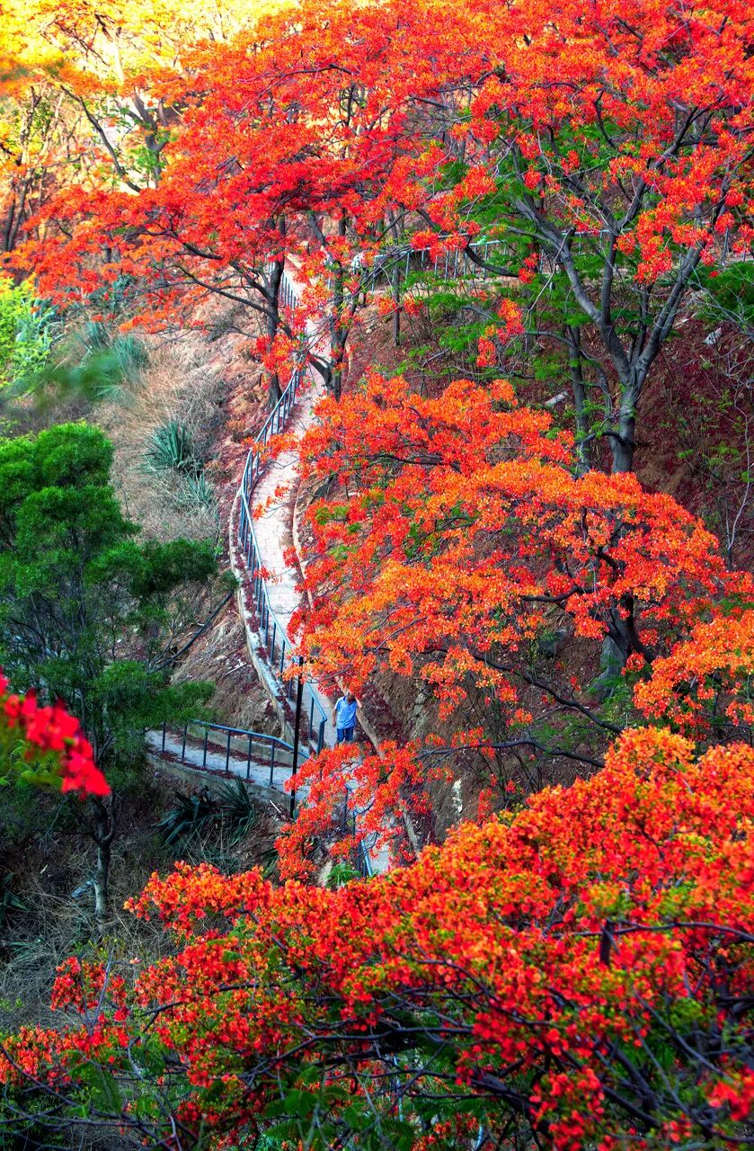 Image related to Panzhihua: China's Most Underrated Winter Paradise – 26°C Sunshine + Floral Bliss, the Ultimate Dream Escape