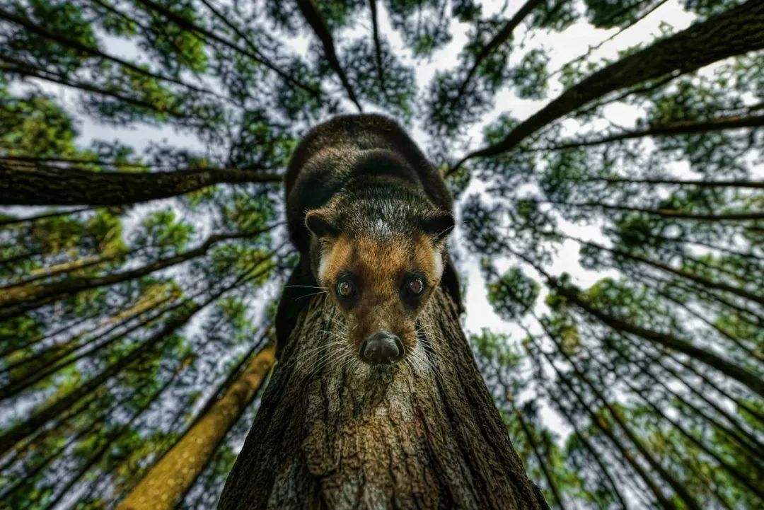 Image related to Salute to the Rebirth of All Life! 2022 China Wildlife Photography Awards Unveils 19 Stunning Categories!