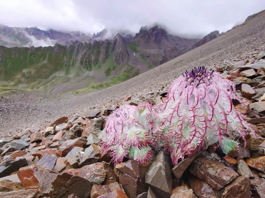 Image related to Salute to the Rebirth of All Life! 2022 China Wildlife Photography Awards Unveils 19 Stunning Categories!
