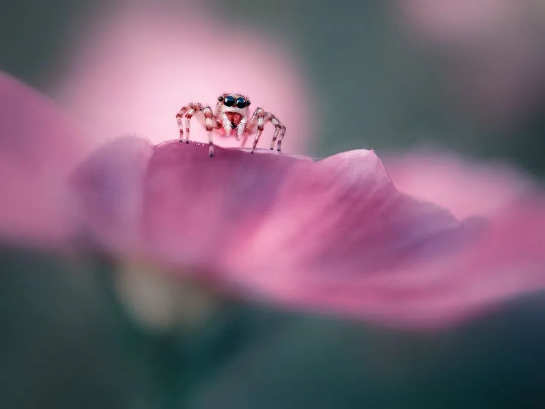Image related to Salute to the Rebirth of All Life! 2022 China Wildlife Photography Awards Unveils 19 Stunning Categories!