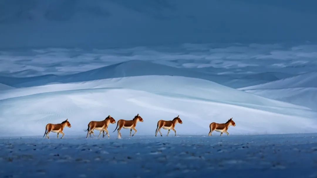 Image related to Salute to the Rebirth of All Life! 2022 China Wildlife Photography Awards Unveils 19 Stunning Categories!