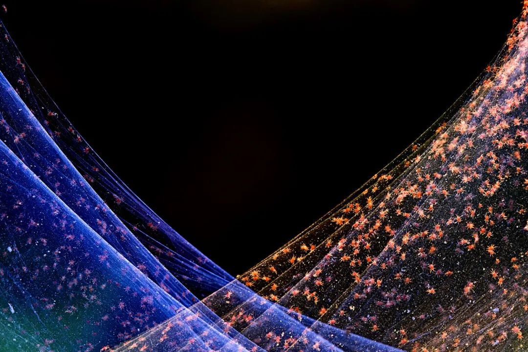 Image related to Salute to the Rebirth of All Life! 2022 China Wildlife Photography Awards Unveils 19 Stunning Categories!